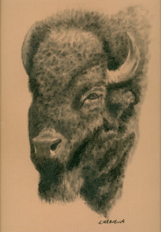 Bison study - Click Image to Close
