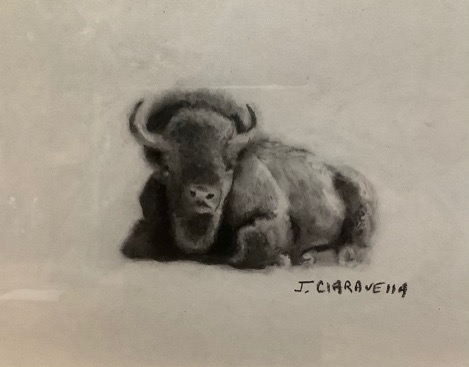 Bison study - Click Image to Close